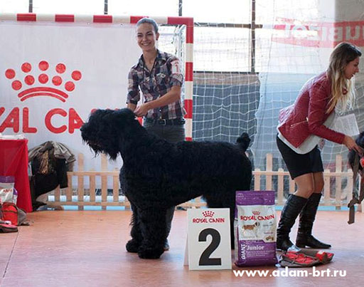 Adam Racy Style RUSSKIY BOGATYR – THE CANDIDATE TO YOUNG CHAMPIONS OF NATIONAL CLUB OF BREED BULGARIA!!!